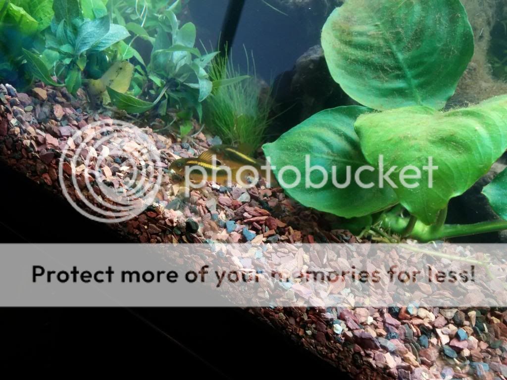 Posted Image