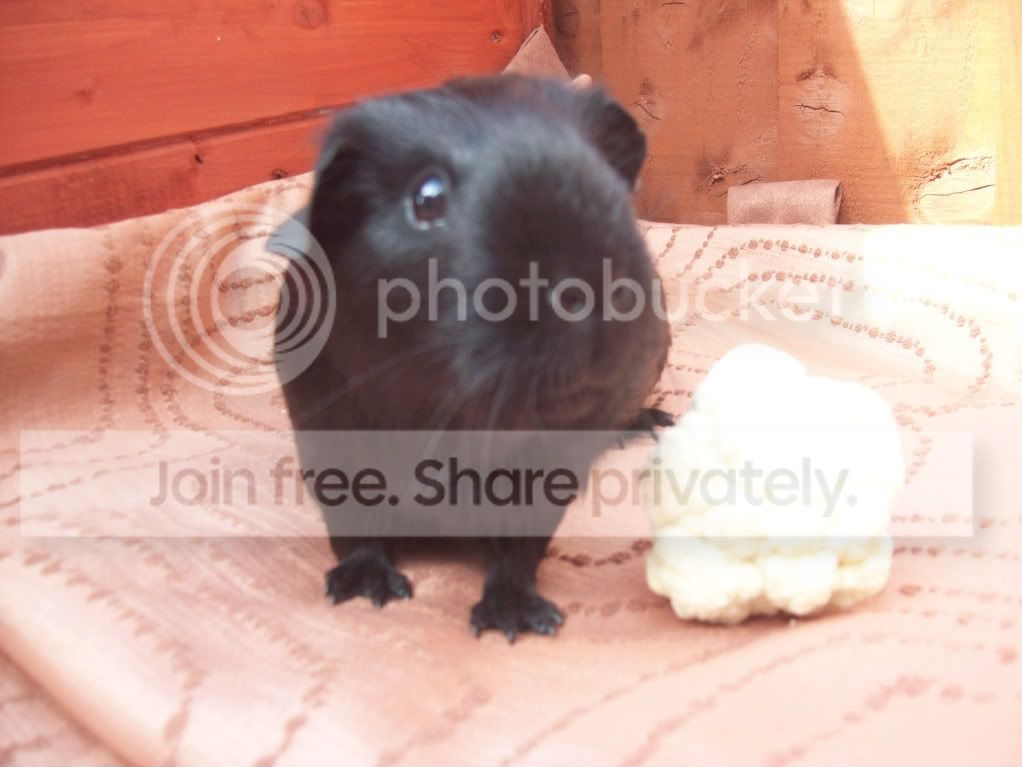 Dolly4.jpg