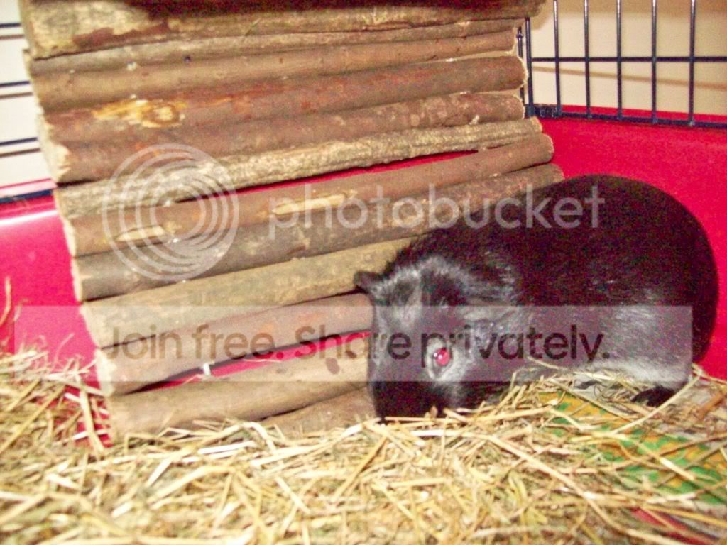 Roly.jpg